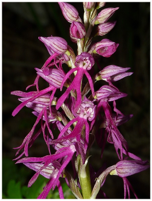 Ibrido: Orchis anthropophora x O. italica